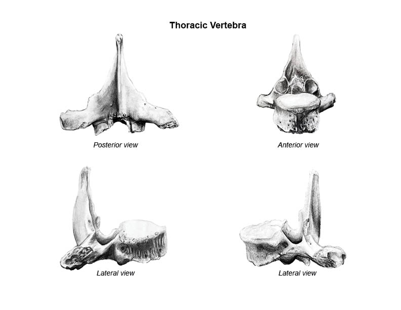 Illustration of thoracic vertebra